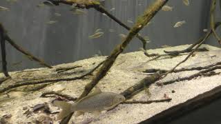岐阜県の希少淡水魚Ⅰ・ウシモツゴ (世界淡水魚園水族館 アクア・トト ぎふ) 2019年1月25日