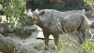 Black rhinoceros (TENNOJI ZOO, Osaka, Japan) November 3, 2017