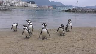 ふれあいペンギンビーチ (長崎ペンギン水族館) 2017年12月24日