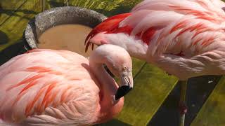 Chilean flamingo