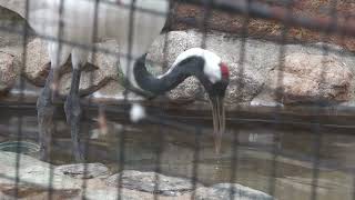 タンチョウ の『鶴太郎』 (神戸市立王子動物園) 2021年10月24日