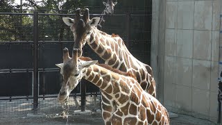 キリン (王子動物園) 2019年10月27日