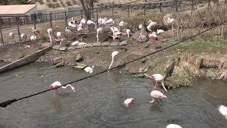 ヨーロッパフラミンゴ と コフラミンゴ (盛岡市動物公園) 2019年4月12日