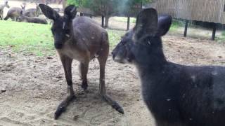 ケナガワラルーとクロカンガルー（豊橋総合動植物公園／のんほいパーク） 2017年8月5日