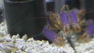 パープルリーフロブスター (エビとカニの水族館) 2018年12月26日