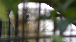 Tanimbar corella (Shunan City Tokuyama Zoo, Yamaguchi, Japan) May 19, 2018