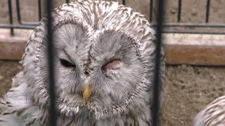 Owl forest (Kushiro City Zoo, Hokkaido, Japan) July 4, 2019