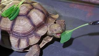 African spurred tortoise (DMM Kariyushi Aquarium, Okinawa, Japan) July 29, 2023