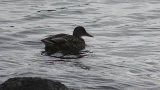 マガモ (東京港野鳥公園) 2018年12月2日