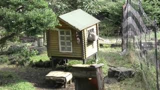 ワオキツネザル (伊豆シャボテン動物公園) 2019年10月1日
