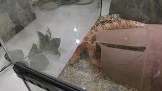 Snake (Zukeran Poultry farm Mini Mini Zoo, Okinawa, Japan) May 12, 2019