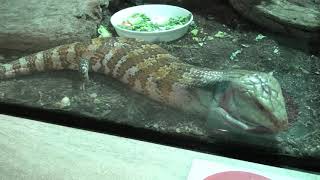 Indonesian blue-tongued skink (TENNOJI ZOO, Osaka, Japan) December 23, 2020