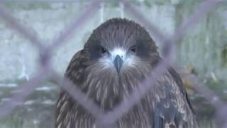 Black Kite (Suzaka Zoo, Nagano, Japan) November 3, 2018