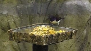 Violet-backed starling (Ueno Zoological Gardens, Tokyo, Japan) October 29, 2017