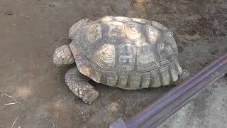リクガメさんの家 (伊豆シャボテン動物公園) 2018年4月22日
