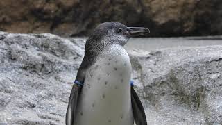 フンボルトペンギン (長崎ペンギン水族館) 2017年12月24日