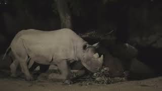 Black rhinoceros (TENNOJI ZOO, Osaka, Japan) October 11, 2021
