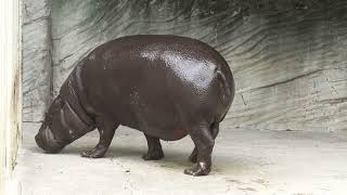 Pygmy hippopotamus (Higashiyama Zoo and Botanical Gardens, Aichi, Japan) June 25, 2023