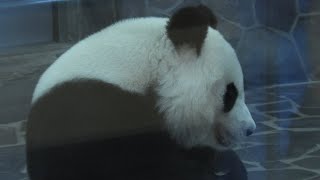 ジャイアントパンダ の『タンタン』 (神戸市立王子動物園) 2020年9月28日