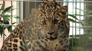 アムールヒョウ の『ラム』 (神戸市立 王子動物園) 2020年8月4日