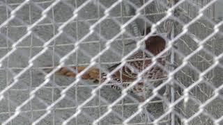 ヤマドリ (悠久山小動物園) 2019年4月6日