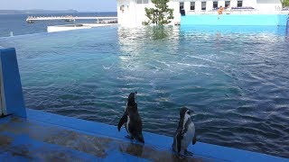 フンボルトペンギン と カマイルカ の混泳 (のとじま水族館) 2019年8月17日