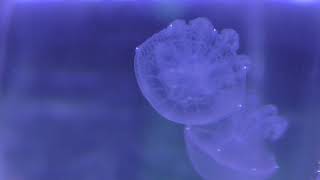 ブラウンドットジェリー (鶴岡市立 加茂水族館) 2019年4月10日