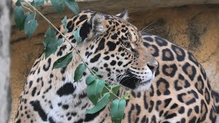 ジャガー の『ネリア』 (神戸市立 王子動物園) 2021年3月23日