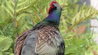 ニホンキジ (周南市徳山動物園) 2018年5月19日