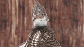 Grey Peacock-pheasant (Kakegawa Kachouen, Shizuoka, Japan) July 30, 2022