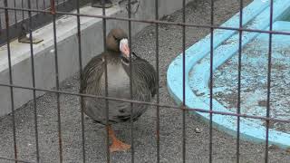 Canada Goose & White Pelican (Obihiro Zoo, Hokkaido, Japan) July 6, 2019