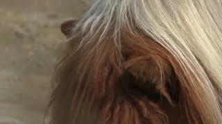 ポニー (福知山市動物園) 2019年3月29日