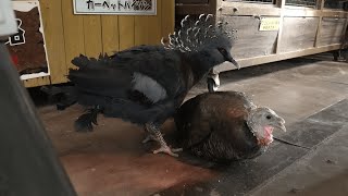 Victoria crowned-pigeon & Wild turkey (Metchaomoroi Zoo, Shiga, Japan) October 7, 2021