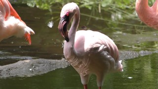 Lesser flamingo