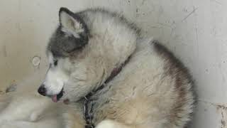 Dog (Sahoro Resort Bear Mountain, Hokkaido, Japan) July 5, 2019