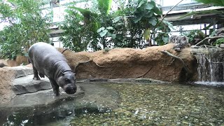 Pygmy hippopotamus (KOBE ANIMAL KINGDOM, Hyogo, Japan) April 23, 2021