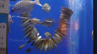 浜名湖直送おいしい魚 (浜名湖体験学習施設ウォット) 2022年7月30日