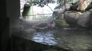 瀬と淵の魚 (世界淡水魚園水族館 アクア・トト ぎふ) 2019年1月25日