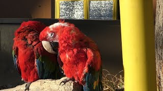 ルリコンゴウインコ と ベニコンゴウインコ (多摩動物公園) 2019年1月18日