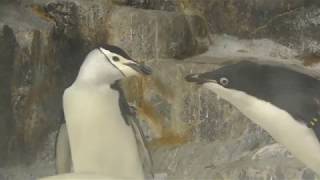 ヒゲペンギン vs アデリーペンギン (名古屋港水族館) 2017年11月18日