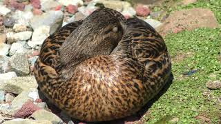 Mallard (Tokyo Municipal Oshima Park Zoo, Tokyo, Japan) March 3, 2018
