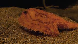 アカグツ (いおワールドかごしま水族館) 2018年7月28日