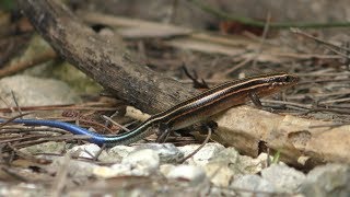 Ishigaki Tokage (Ishigaki Yaima Village, Okinawa, Japan) May 15, 2019