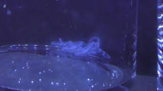 マミズクラゲ (森の中の水族館。／富士湧き水の里水族館) 2018年11月25日