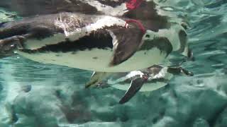 Humboldt penguin (DMM Kariyushi Aquarium, Okinawa, Japan) July 29, 2023
