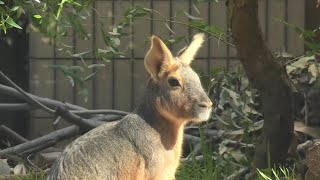 マーラ (天王寺動物園) 2021年2月6日