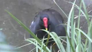 Common Moorhen (Inokashira Park Zoo, Tokyo, Japan) September 9, 2018