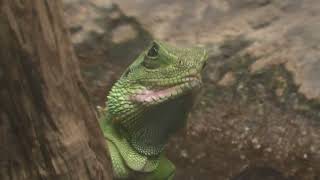 インドシナウォータードラゴン (東山動植物園) 2021年7月22日