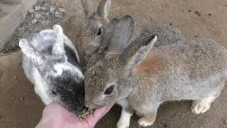 ウサギと遊べる森 (飛騨高山まつりの森) 2019年4月3日