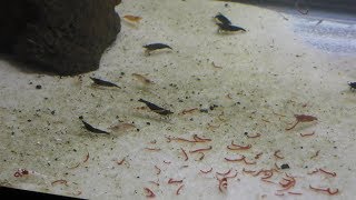 年間海老ント展 (竹島水族館) 2019年1月23日